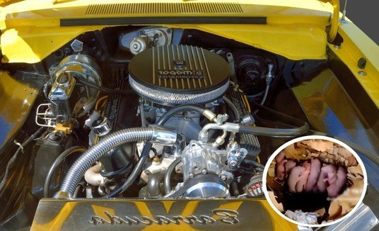 O milagre da vida: mecânico abre motor de carro com defeito e descobre ninhada de ratos (Montagem/R7 (via Pixnio e TikTok/@whatisnewyorkofficial))